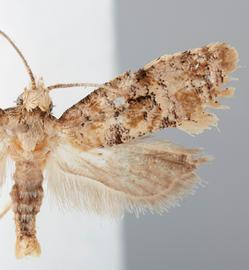  Male. © John W. Brown. Image used with permission
