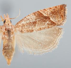  Female. © John W. Brown. Image used with permission.
