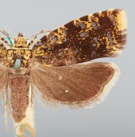  Female. © John W. Brown. Image used with permission.
