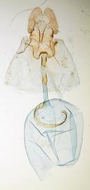 Female genitalia. © John W. Brown. Image used with permission.