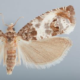   Notocelia rosaecolana . © John W. Brown. Image used with permission.
