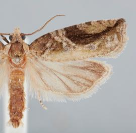  Male. © John W. Brown. Image used with permission.
