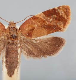   Ditula angustiorana . © John W. Brown. Image used with permission.
