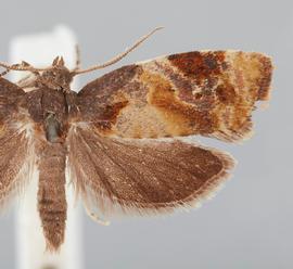  Male. © John W. Brown. Image used with permission.
