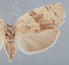  Female . ©  John W. Brown. Image used with permission.
