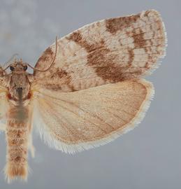  Male . ©  John W. Brown. Image used with permission.
