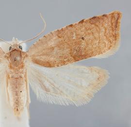  Female. © John W. Brown. Image used with permission.
