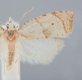   C  oelostathma discopunctana . © John W. Brown. Image used with permission.
