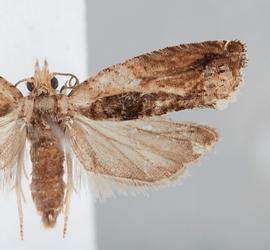  Female. © John W. Brown. Image used with permission.
