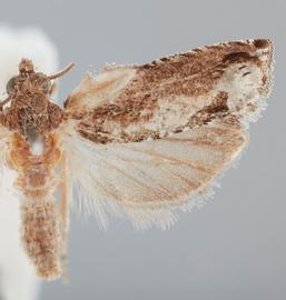  Male. © John W. Brown. Image used with permission.
