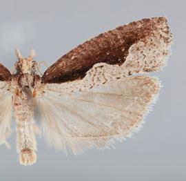   Epinotia lindana . © John W. Brown. Image used with permission.
