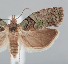   E. medioviridana . © John W. Brown. Image used with permission.
