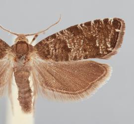   E. nanana . © John W. Brown. Image used with permission.
