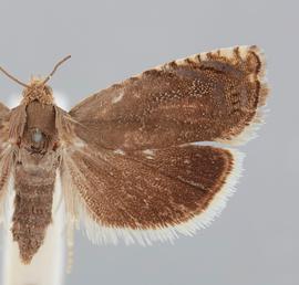  Female. © John W. Brown. Image used with permission.
