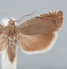   Cydia nigricana . © John W. Brown. Image used with permission.
