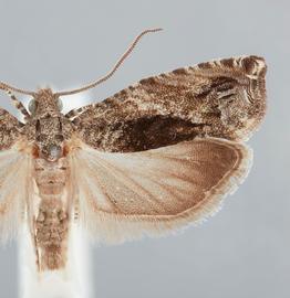   E. nisella . © John W. Brown. Image used with permission.
