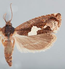  Epiblema otiosana . © John W. Brown. Image used with permission.
