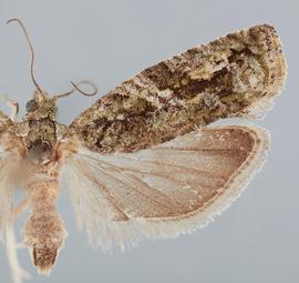  Female. © John W. Brown. Image used with permission.
