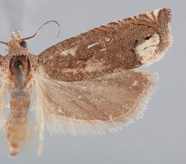  Female. © John W. Brown. Image used with permission.
