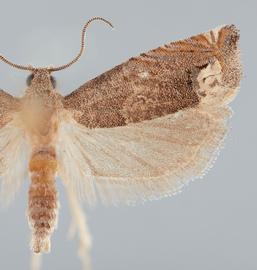   Epiblema strenuana . © John W. Brown. Image used with permission.
