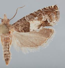   Epinotia transmissana . © John W. Brown. Image used with permission.
