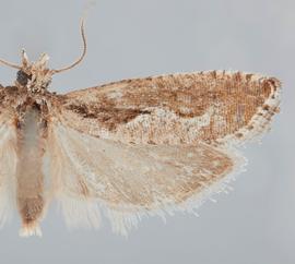   E. vertumnana . © John W. Brown. Image used with permission.
