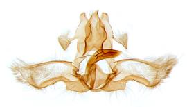  Male genitalia. © Chris Lewis. britishlepidoptera.weebly.com. Image used with permission. 
