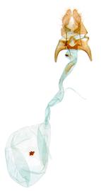  Female genitalia. © Chris Lewis. britishlepidoptera.weebly.com. Image used with permission. 
