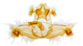  Male genitalia. © Chris Lewis. britishlepidoptera.weebly.com. Image used with permission. 
