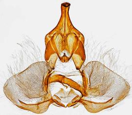  Male genitalia. © Dr. A. W. Thomas. Image used with permission.
