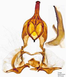 Male genitalia. © Dr. A. W. Thomas. Image used with permission.