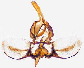  Male genitalia. © Dr. A. W. Thomas. Image used with permission.
