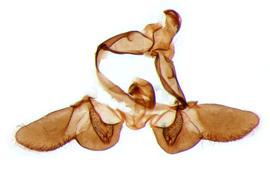   B .  furfurana  male genitalia. © Chris Lewis. britishlepidoptera.weebly.com. Image used with permission. 
