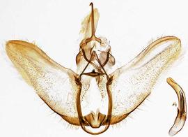  Male genitalia. © Dr. A. W. Thomas. Image used with permission.
