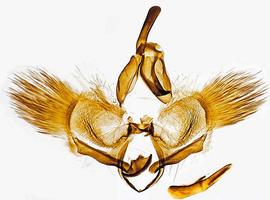  Male genitalia. © Dr. A. W. Thomas. Image used with permission.
