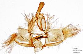  Male genitalia. © Dr. A. W. Thomas. Image used with permission.
