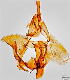   C .  pinus , male genitalia. © Dr. A. W. Thomas. Image used with permission.

