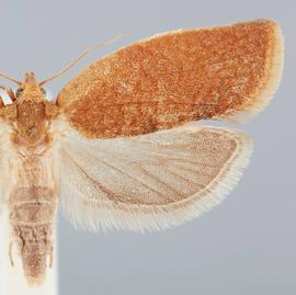  Female .  ©   John W. Brown. Image used with permission.
