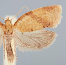  Male .  © John W. Brown. Image used with permission.
