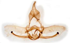  Male genitalia. © Chris Lewis. britishlepidoptera.weebly.com. Image used with permission. 
