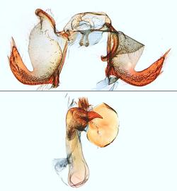  Male genitalia. © James Steffen. Image used with permission.
