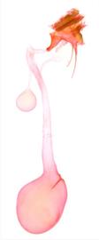  Female genitalia. © Chris Lewis. britishlepidoptera.weebly.com. Image used with permission. 
