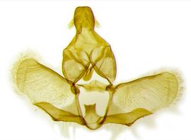  Male genitalia. © Chris Lewis. britishlepidoptera.weebly.com. Image used with permission. 
