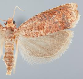  Female. © John W. Brown. Image used with permission.
