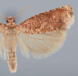  Male. © John W. Brown. Image used with permission.

