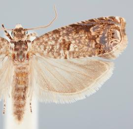  Male. © John W. Brown. Image used with permission.
