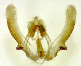  Male genitalia. © JoAnne Russo. Photo used with permission.
