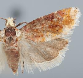   E. gloriola . © John W. Brown. Image used with permission.
