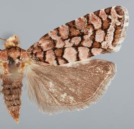   E. siskiyouana . © John W. Brown. Image used with permission.
