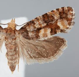   Eucopina toculionana . © John W. Brown. Image used with permission.
